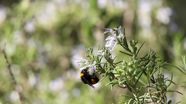 Abejorro bombus terrestris se acicala mientras come nectar de romero, Alcoy, Espa&ntilde;a