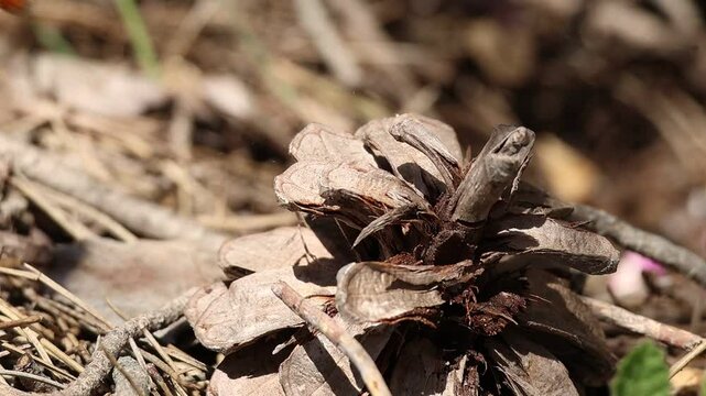 Abeja roja solitaria Rhodanthidium sticticum posada en cono de pino sale volando, Alcoy, Espa&ntilde;a