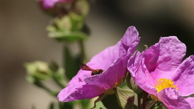Abeja roja Rhodanthidium sticticum sale volando desde dentro de flor cistus albidus, Alcoy, Espa&ntilde;a