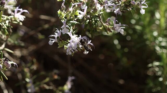 Abeja de la miel polinizando planta de romero en flor, Alcoy, Espa&ntilde;a