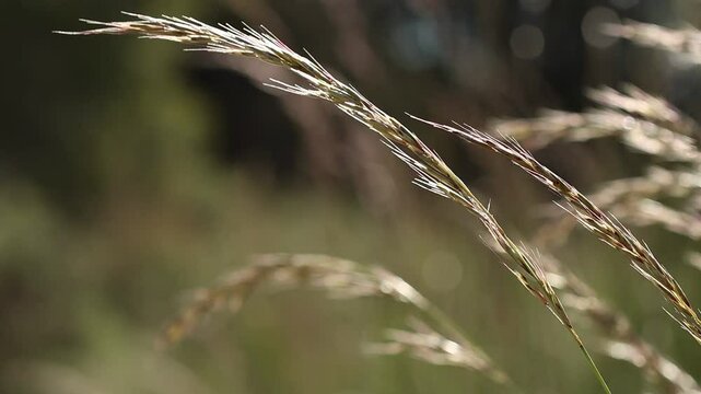 Espigas de mala hierba mecida por la brisa con bokeh y luz de sol directo, Alcoy, Espa&ntilde;a