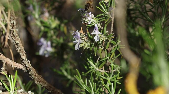 Abeja europea vuela entre flores de romero, Alcoy, Espa&ntilde;a
