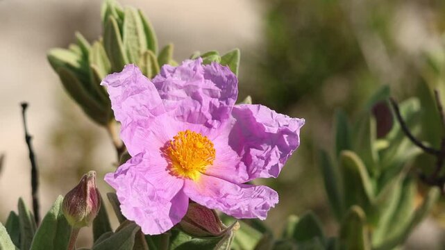 Primer plano de flor de jara (planta cistus albidus) mecida por el viento, Alcoy, Espa&ntilde;a