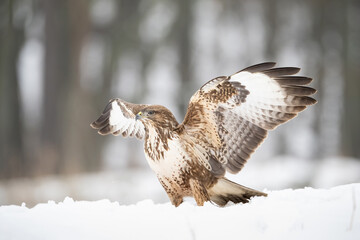 Common Buzzard (Buteo buteo). Buzzard stretches its wings wide while firmly rooted in snowy forest. Background softly dissolves in cold tones. The pose captures power, focus, and grace.