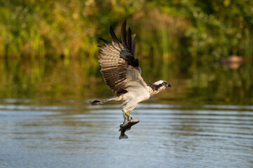 Osprey (Pandion haliaetus). Raptor glides above water gripping large fish freshly caught. Calm lake surrounded by sunlit reeds. A perfect merge of precision hunting and soft evening light.