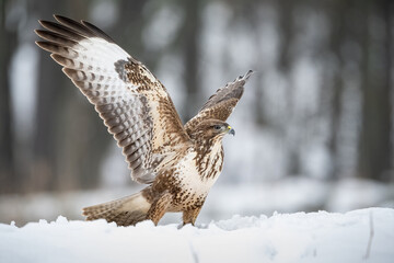 Common Buzzard (Buteo buteo). Buzzard pauses mid-movement while lifting wings on fresh snow....