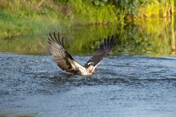 Osprey (Pandion haliaetus). Raptor pushes water with forceful wings during takeoff attempt. Still pond edged with green reeds. The moment radiates energy, tension, and resilience.