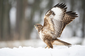 Common Buzzard (Buteo buteo). Buzzard lifts wings against blurred forest as it readies for flight. Snow forms soft base layer. Gentle winter light emphasizes its detailed plumage and quiet power.
