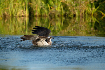 Osprey (Pandion haliaetus). Osprey Battling Current. Shallow stream with dense green shoreline. Its eyes stay locked while half-submerged wings push against resistance of water.