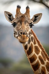 Giraffe Looking Curiously in the Savannah at Sunset Generative AI