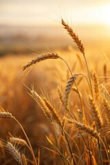 Fototapeta premium Golden Wheat Fields Under a Warm Sunset Sky in Summer Generative AI