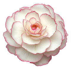 A White Rose with Pink Petals Isolated on Transparent Background