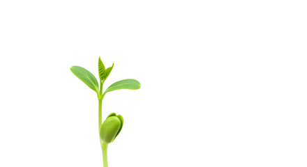 Green Seedling Sprouting with Fresh Leaves Against White Background