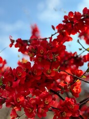 red rose against blue sky