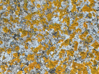 Close-up of vibrant yellow and gray lichen on rock, showcasing natural textures and patterns, perfect for Earth Day concepts