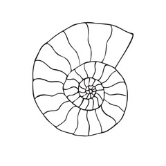 Vector hand drawn sketch doodle outline ammonite isolated on white background