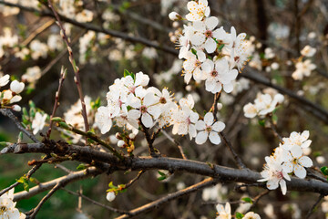 cherry tree blossom in spring