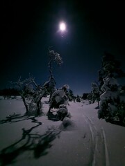 night in the forest