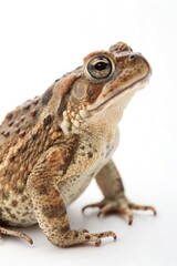 Fototapeta premium Realistic Portrait of a Toad With Detailed Skin Texture Generative AI