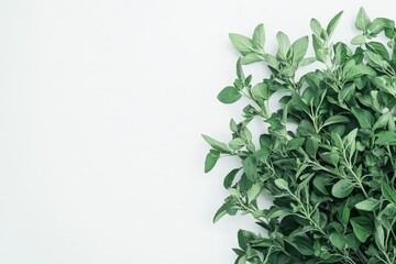 Fresh green herb leaves laying against a plain white background space