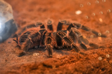 Chilean Rose Tarantula in a terrarium, Thailand