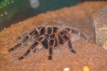 Chilean Rose Tarantula in a terrarium, Thailand