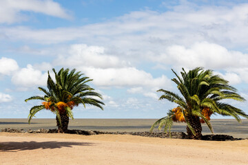 palm trees on the beach