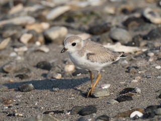 A juvenile Piping Plover standing on a pebbly beach