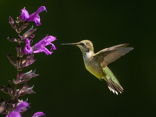 A close up of an immature male Ruby-throated Hummingbird feeding at a stalk of purple flowers