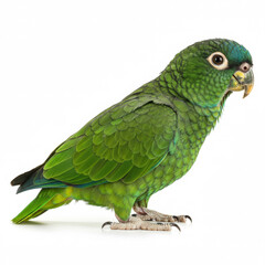 Obraz premium Amazon Parrot on a white background