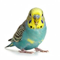 Budgerigar on a white background