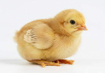 Obraz premium Chick isolated on a white background
