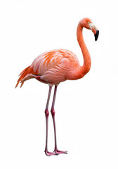 Fototapeta premium Flamingo isolated on a white background