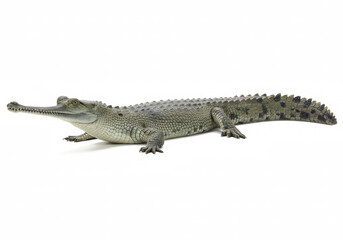 Naklejka premium Gharial isolated on a white background