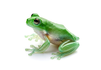 Naklejka premium Glass Frog isolated on a white background