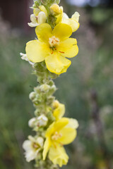 A stalk of vibrant yellow flowers, likely Moth Mullein (Verbascum blattaria), in bloom.