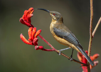 Eastern Spinebill