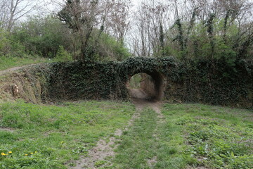 Brick arch tunnel surrounded by ivy and spring vegetation in Petrovaradin Fortress, Novi Sad, Serbia. Atmospheric overgrown path through historical fortification, evoking mystery and nature.