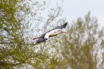 A white stork perched on a tree branch with a natural background