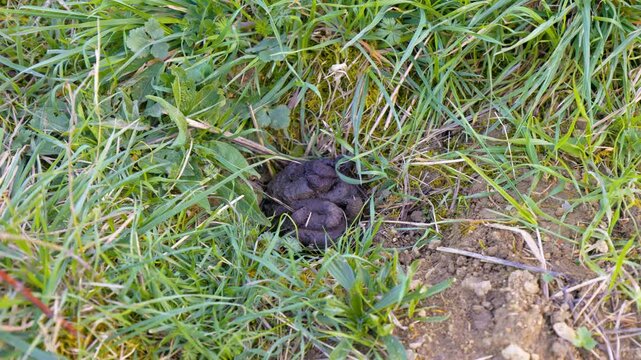 Latrines with badger droppings. Badger presence indicator