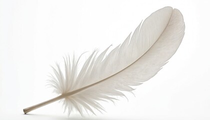Obraz premium White feather isolated on white background. Delicate, airy, fluffy object. Soft bird feather. Represents lightness, freedom. Concept of angel, purity, peace, dream, heaven. Perfect for design