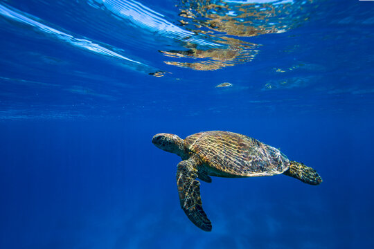 Side view of a Turtle swimming underwater in the Coral Sea, Great Barrier Reef, Lady Elliot Island, Queensland, Australia