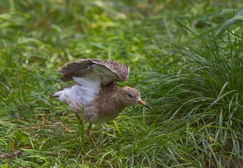 calidris pugnax - ruff