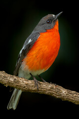 Flame Robin