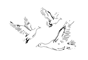 Obraz premium Title: Geese Walking White Isolated [ ]