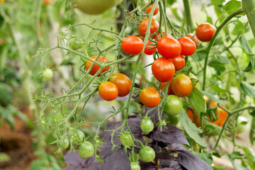 Tomatoes ripening on the vine inside a greenhouse. Organic farming and home gardening ensure a fresh, pesticide-free harvest for a healthy lifestyle