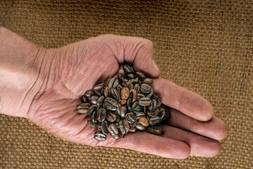 Hand Holding a Handful of Fresh Coffee Beans