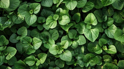 Vibrant Green Leaves in a Garden During Summer, Showcasing the Natural Beauty of Lush Foliage, Perfect for a Spring Background, Greenery Wallpaper, and Eco-Friendly Environment