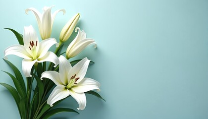 Naklejka premium White lily flowers on matching background with copy space. Beauty, spa, wellness, natural cosmetic concept. Blossoms, floral fragrance, hygiene. Calmness, vitality. Perfect for design, beauty product
