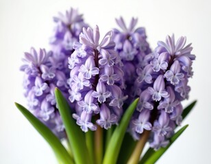 Fototapeta premium Bunch of vibrant purple hyacinth flowers in full bloom against white background. Fresh blossoms, green leaves. Ideal for spring, nature, birthday, holiday decor, cards. Perfect for springtime,